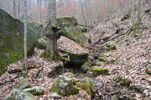 A forested area with large moss-covered rocks and a fallen tree.