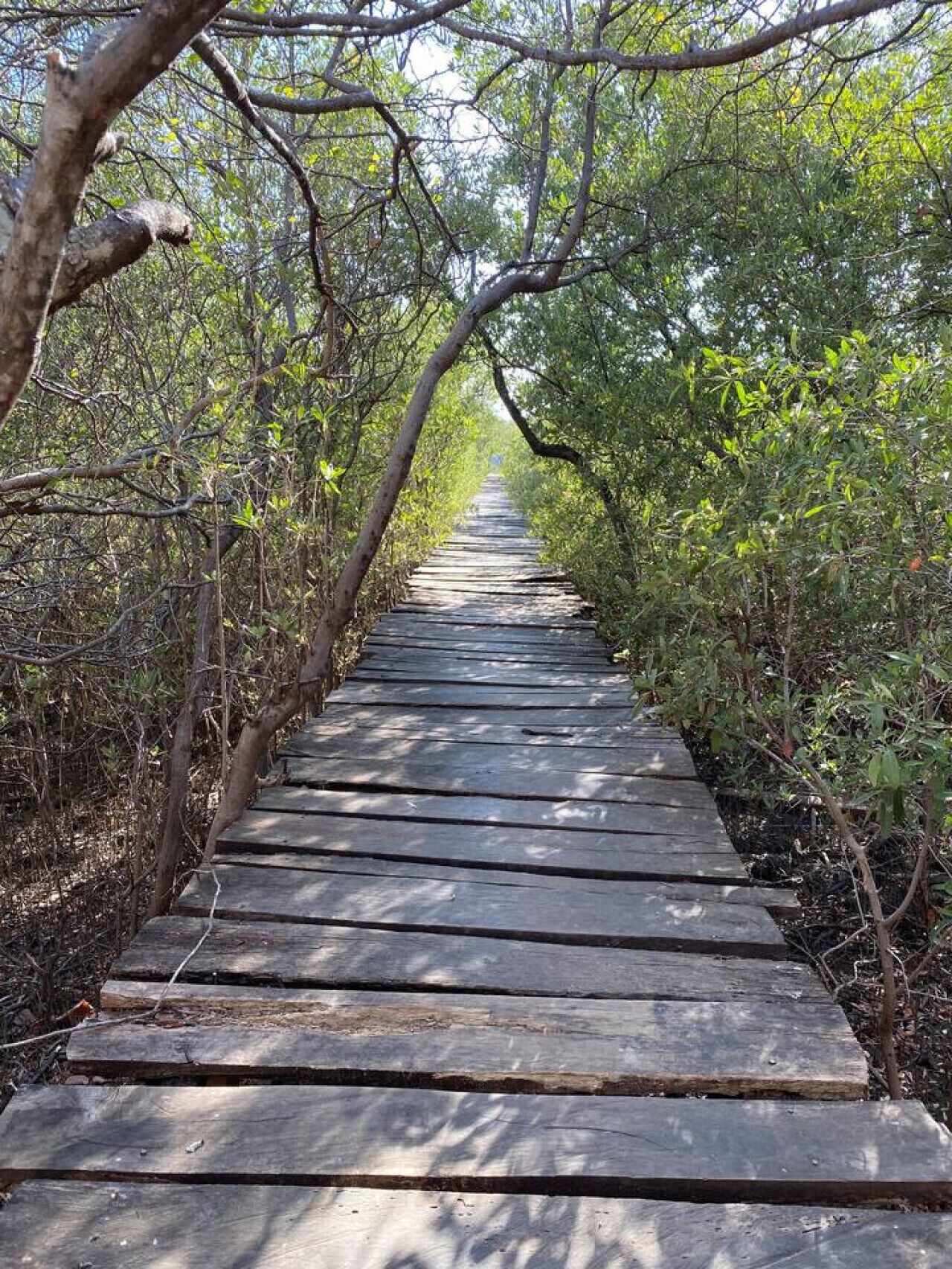 A wooden boardwalk through a dense forest.