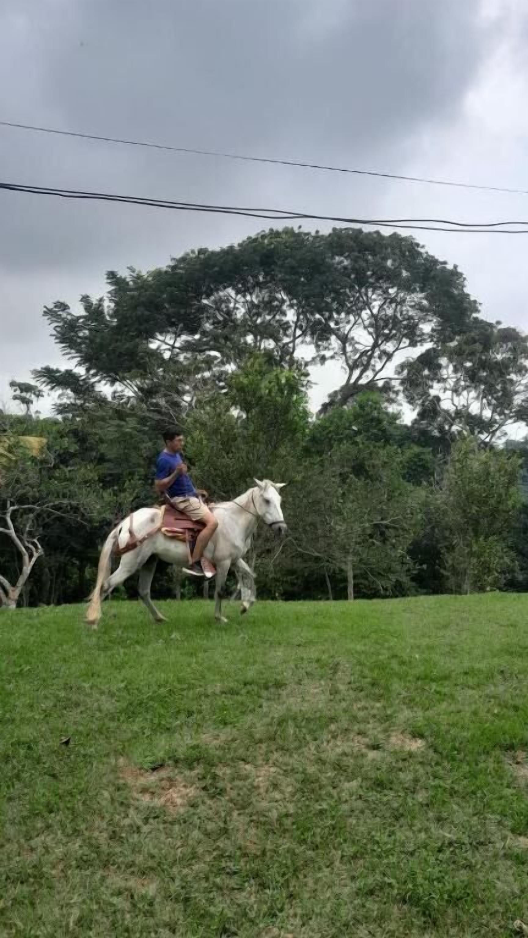 Una persona monta un caballo blanco en una zona cubierta de hierba, con árboles al fondo.