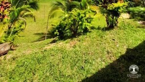 A lush garden with a variety of tropical plants and a clear blue sky.