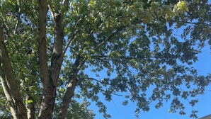 Una propiedad residencial con un árbol grande, una terraza y una casa de techo inclinado.