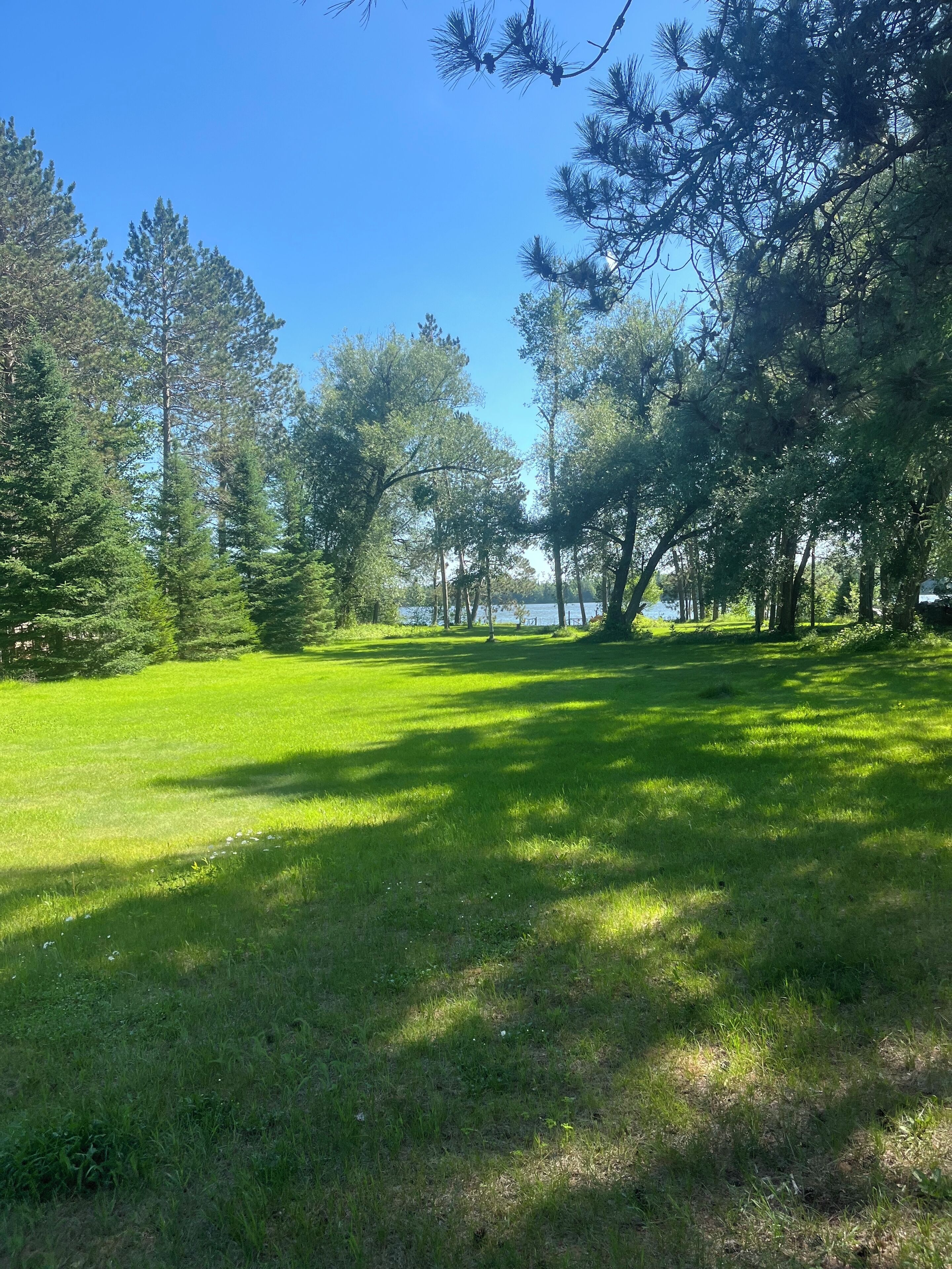 A grassy park area with tall trees and a clear sky.