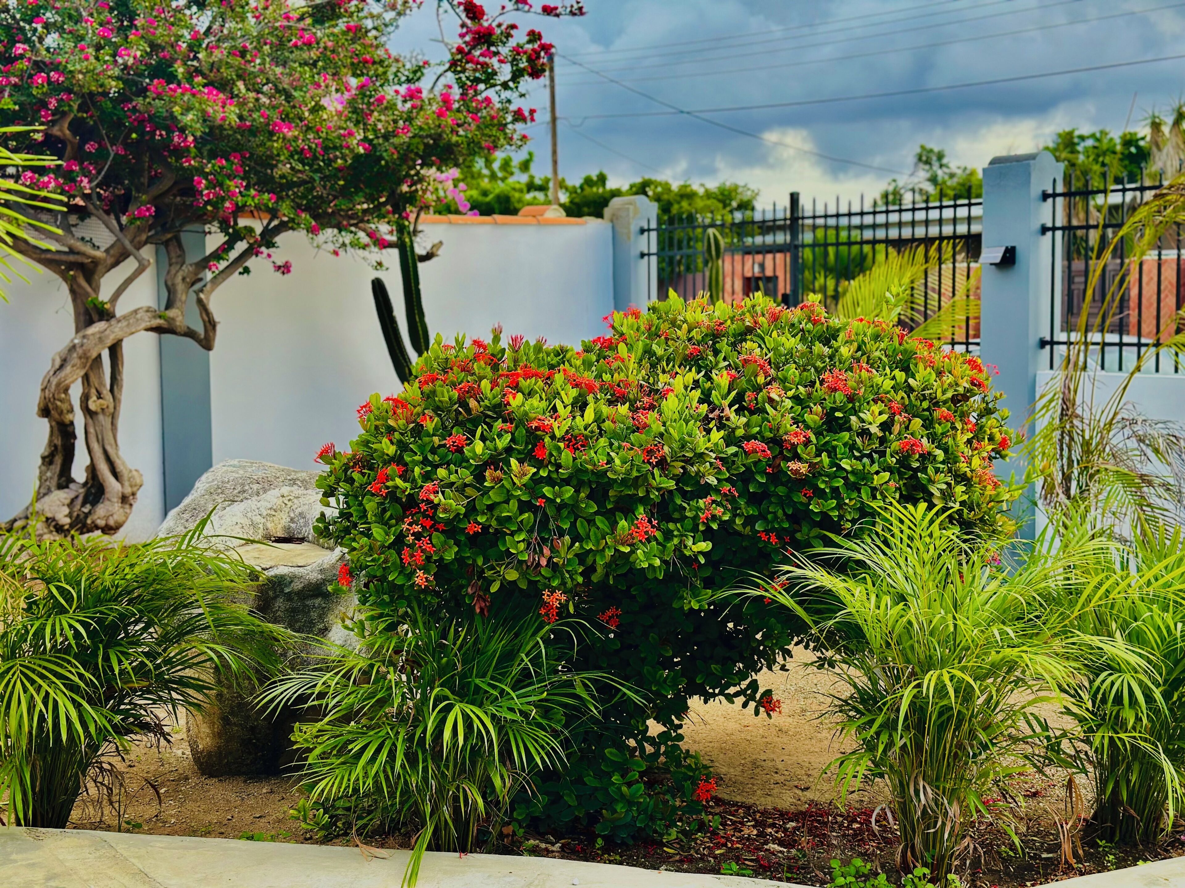 A garden with a variety of plants and a large rock in the foreground.