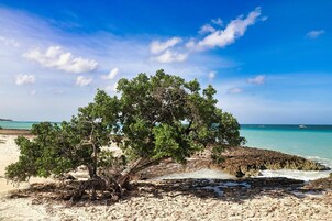 Una playa cerca, arena blanca, 10 bares en la playa