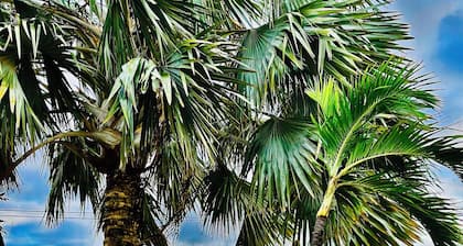 Eagle Stays Aruba