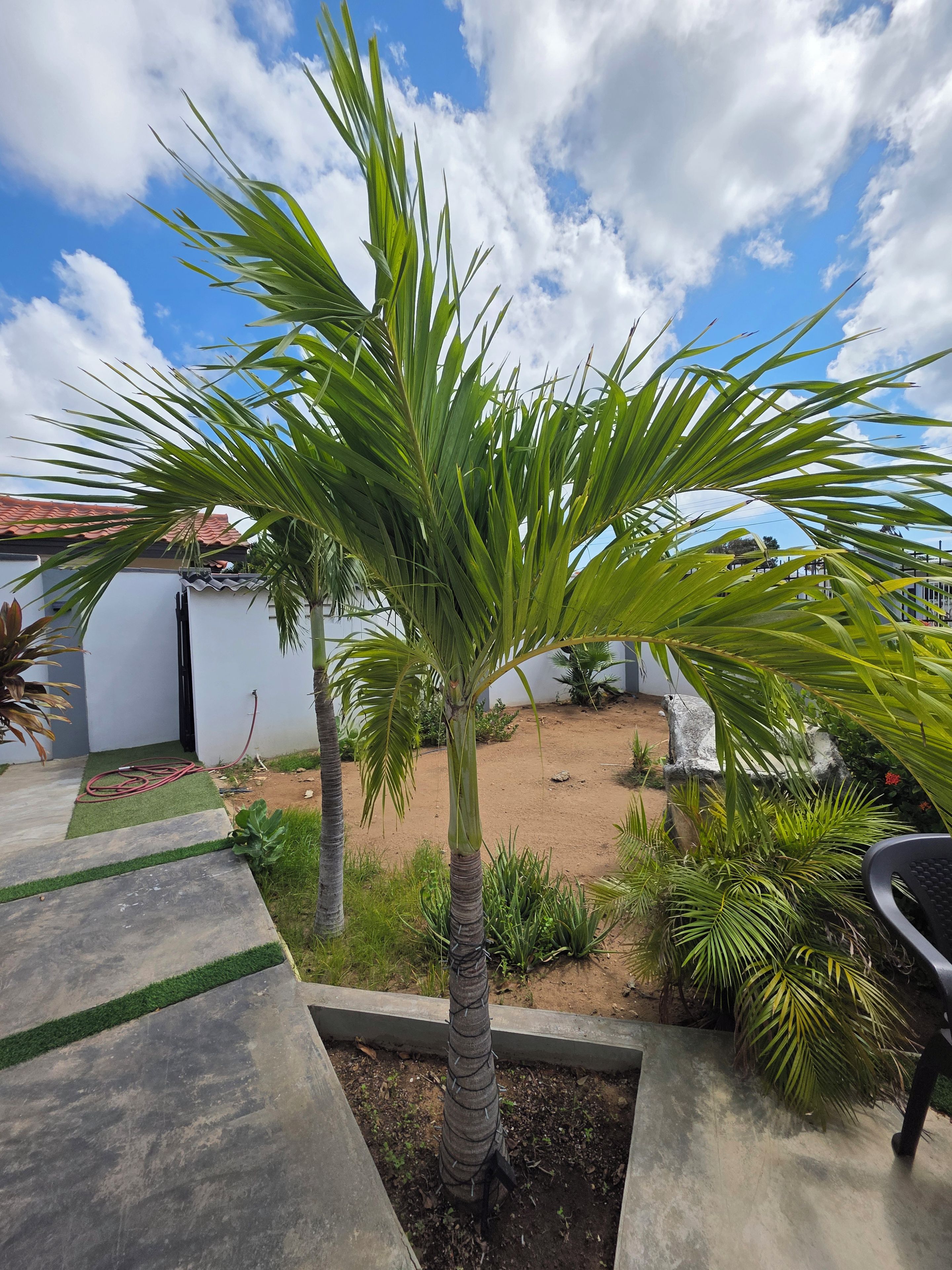 Un jardín con una palmera, un camino de hormigón y un edificio blanco de techo rojo.