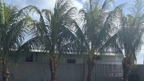 Une zone herbeuse avec des palmiers et un bâtiment doté d’un toit plat.