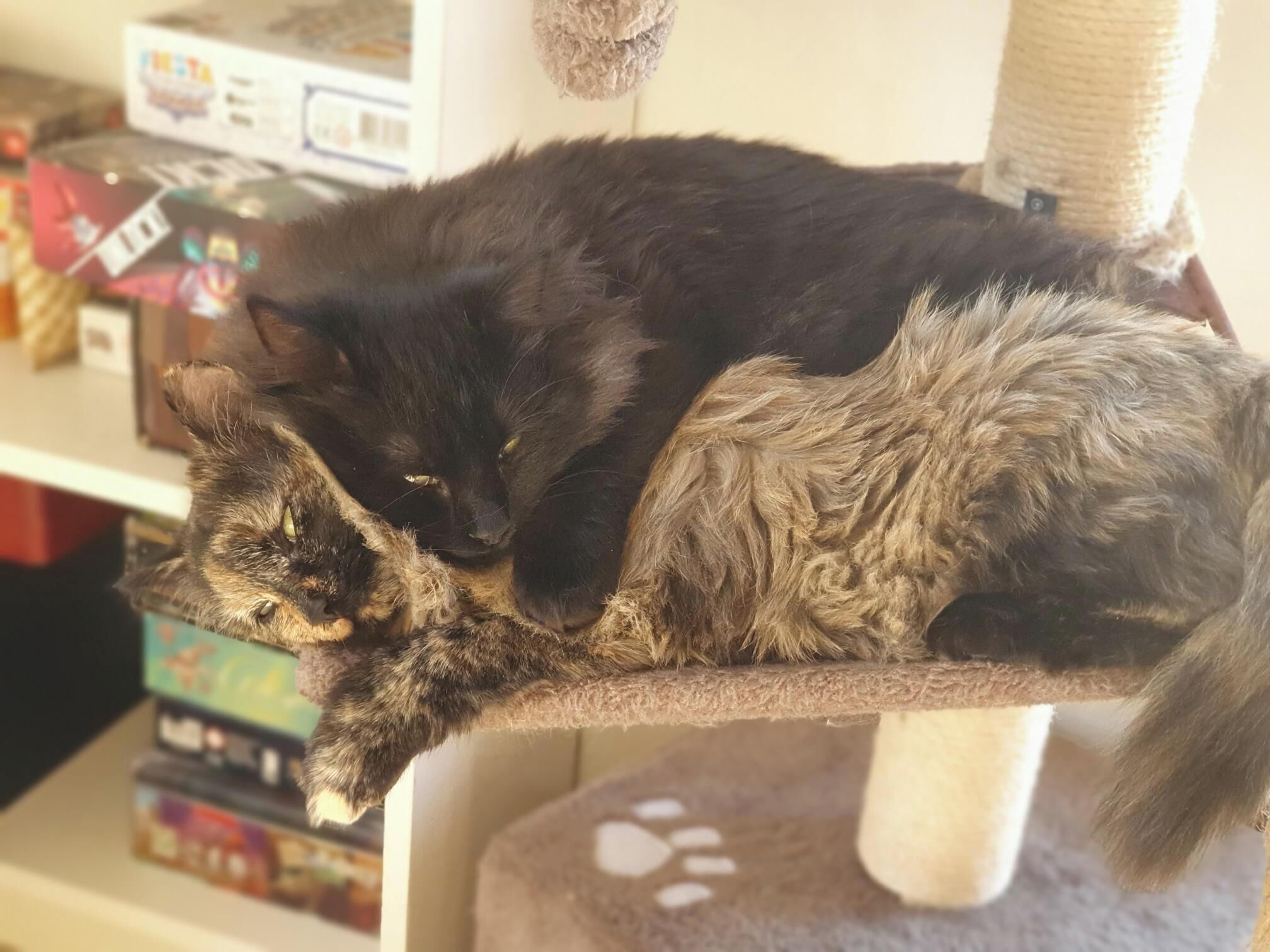 Un chat se reposant sur un arbre à chat.