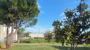 A grassy yard with a large pine tree and a smaller tree, a stone wall, and a building in the background.