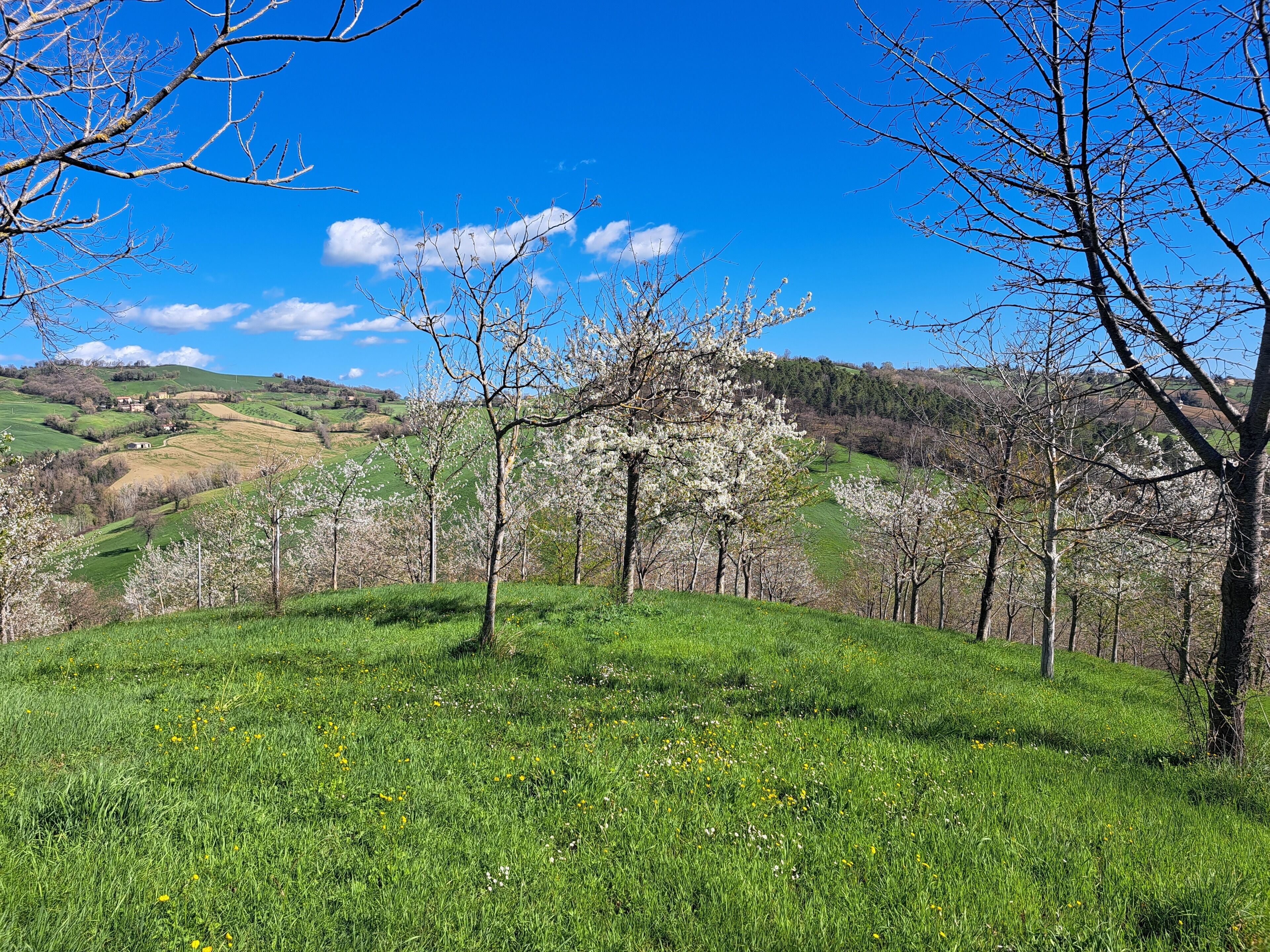 A lush green landscape with a clear blue sky, rolling hills, and blooming trees.
