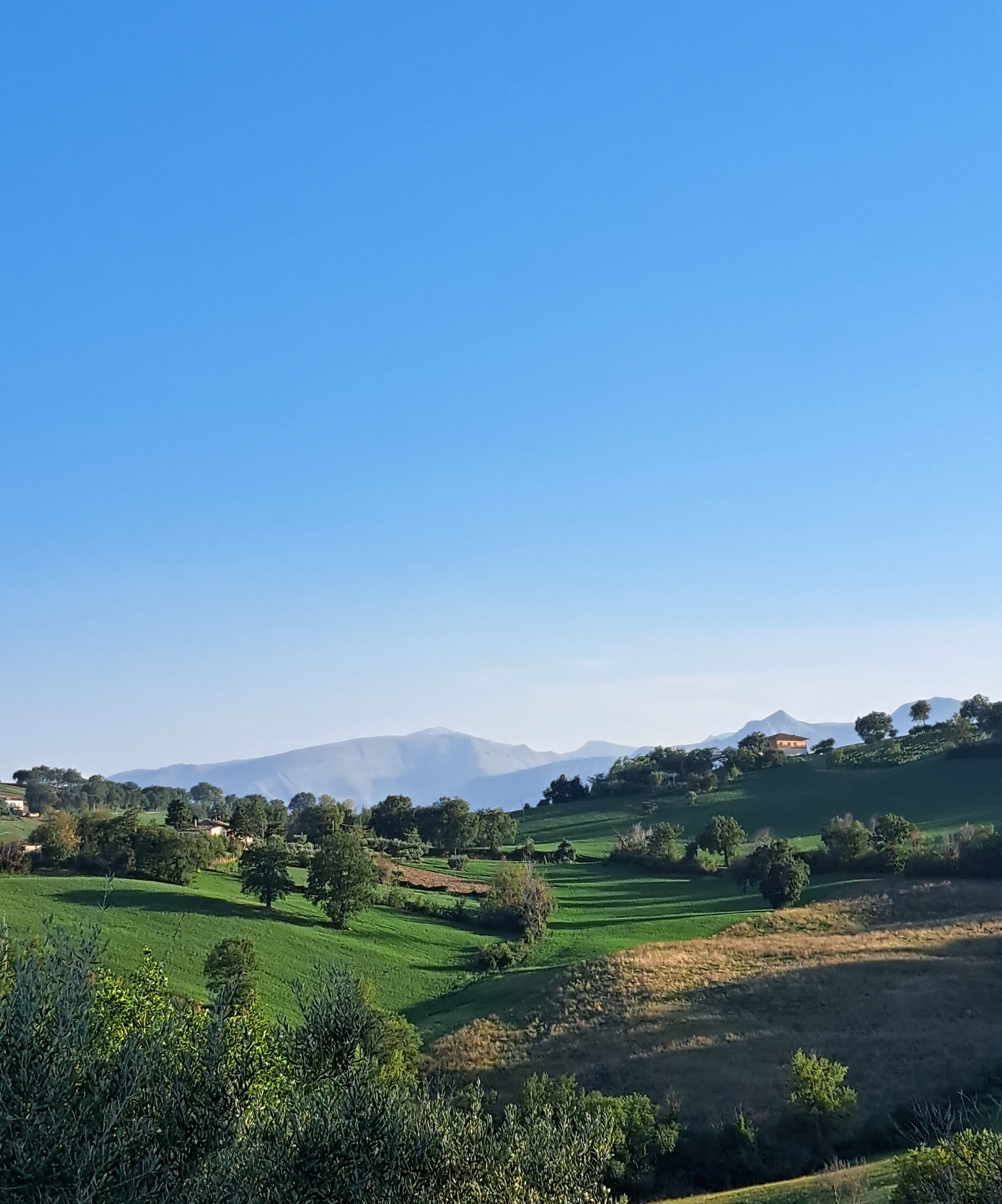 A rural landscape with rolling hills, scattered trees, and a distant mountain range under a clear blue sky.