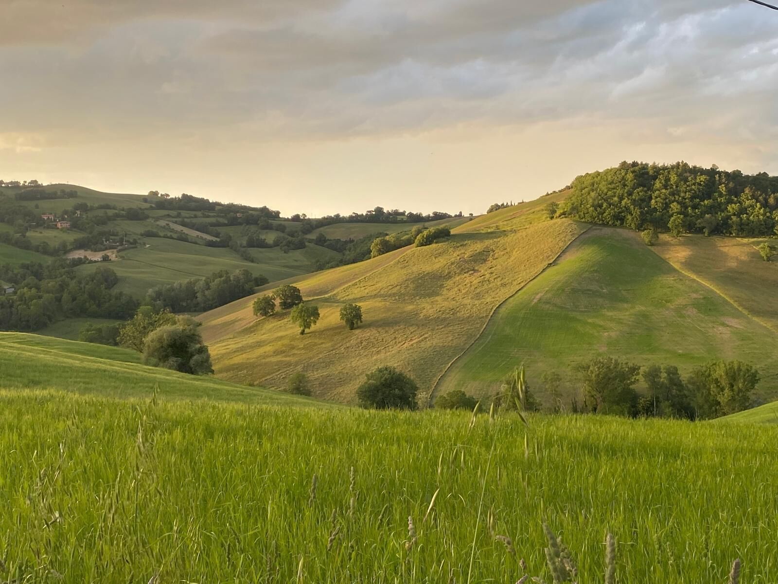 Rolling green hills with scattered trees and a clear sky.