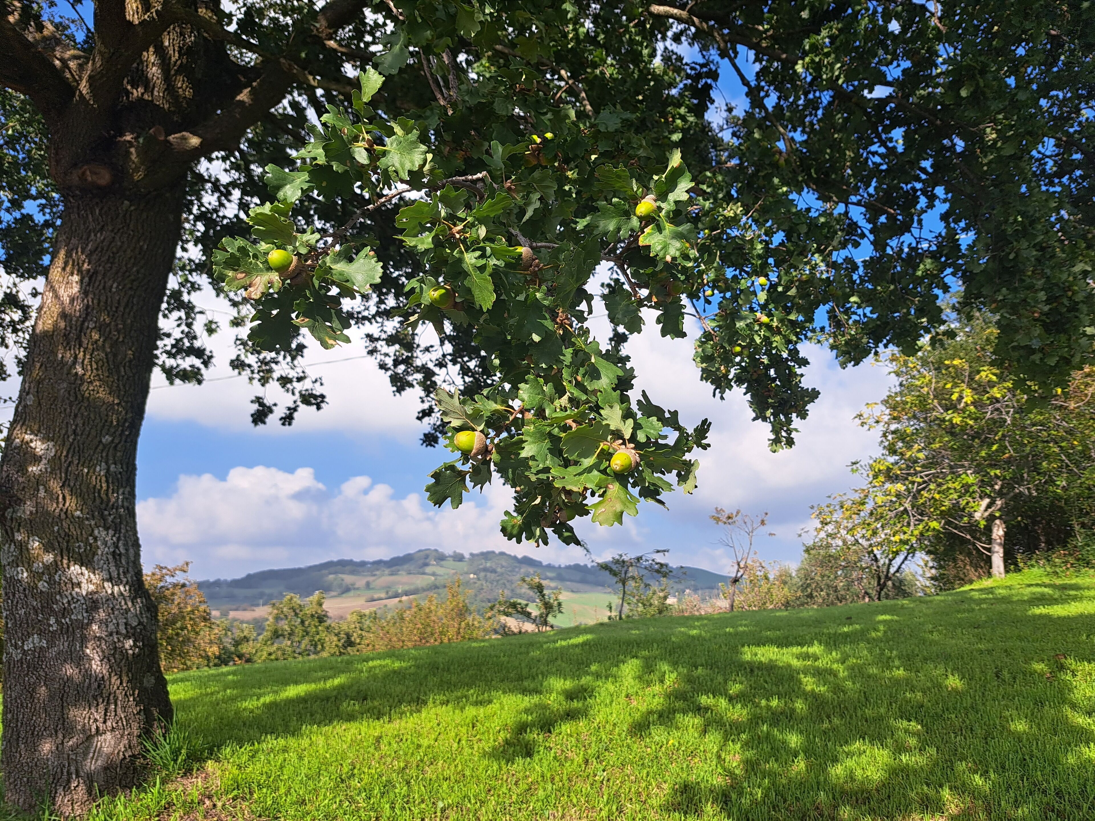 Un arbre aux feuilles vertes et un champ d’herbe au premier plan.