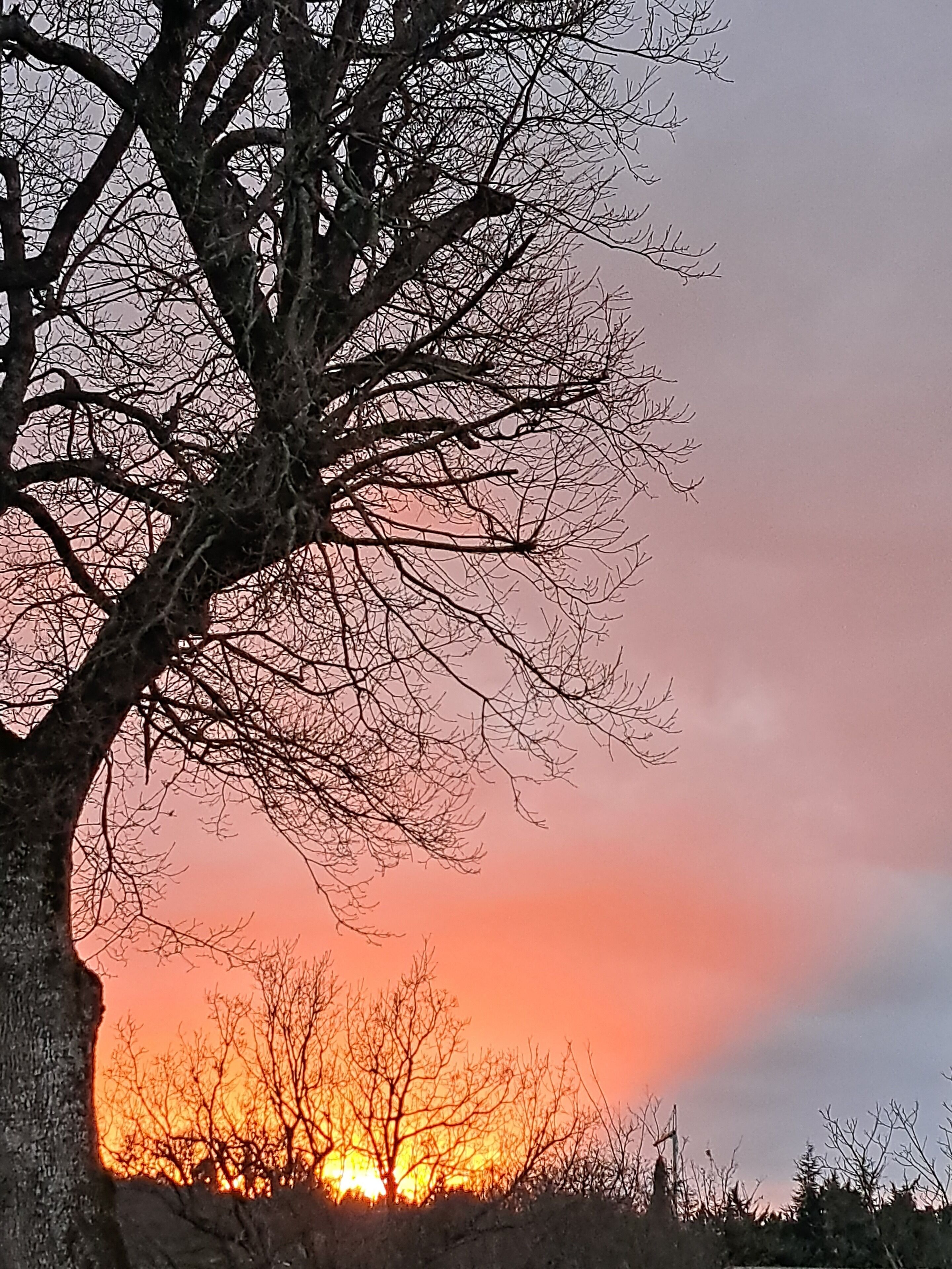 Ein Baum mit kahlen Ästen vor einem Sonnenuntergangshimmel.