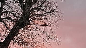 Ein Baum mit kahlen Ästen vor einem Sonnenuntergangshimmel.