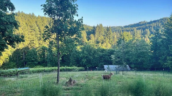 Paisatge rural amb un camp tancat, un arbre i una vaca.