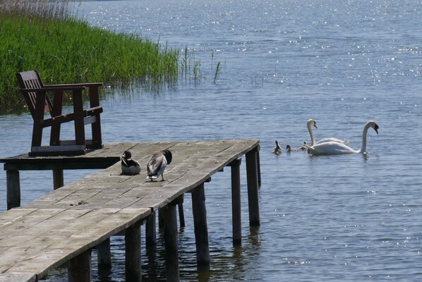 A wooden dock extending into a body of water with swans and ducks. - Hausboot in Kroeslin am Bodden (Kröslin)