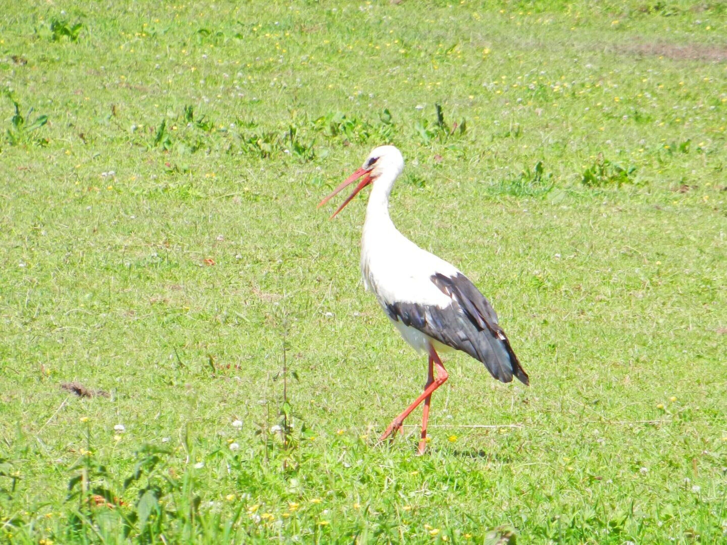 A stork walking on grass.
