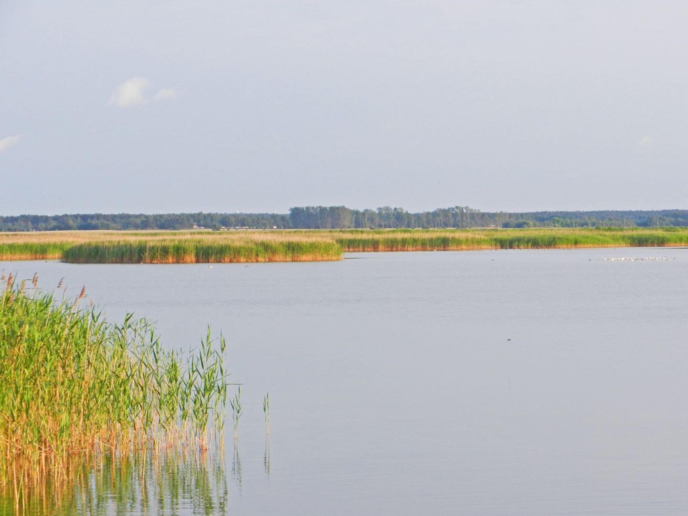Un lago tranquilo con orillas cubiertas de hierba y una lejana línea de árboles.