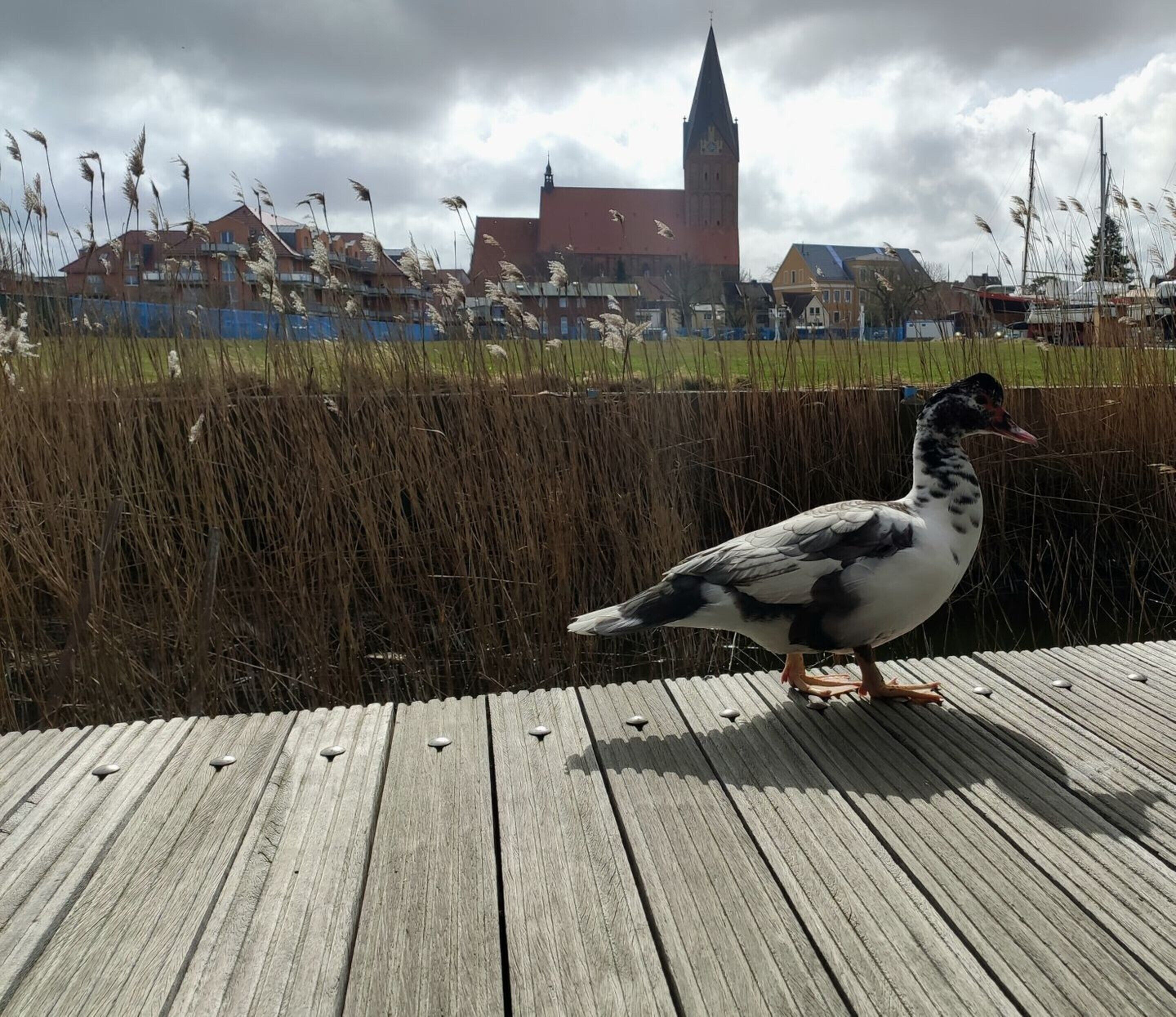 A pigeon on a wooden deck with a townscape in the background.