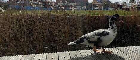 A pigeon on a wooden deck with a townscape in the background.