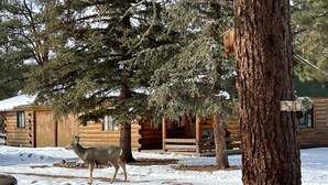 A log cabin with a porch, surrounded by snow-covered ground and trees.