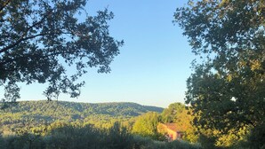 Viñedo con hileras de vides y un sendero de tierra que lleva a un edificio al fondo.
