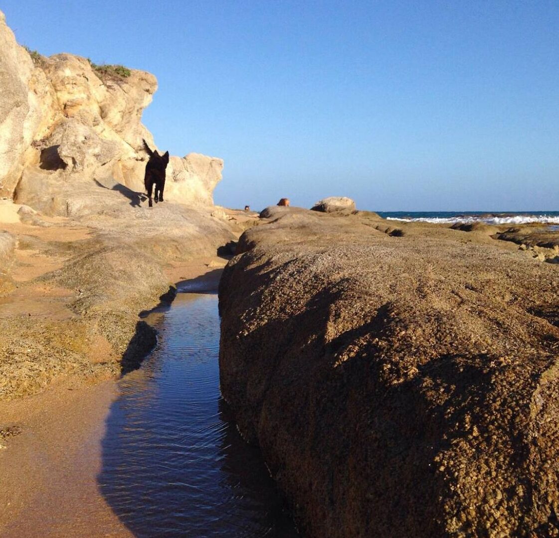 Une plage de galets où un chien se promène le long du rivage.