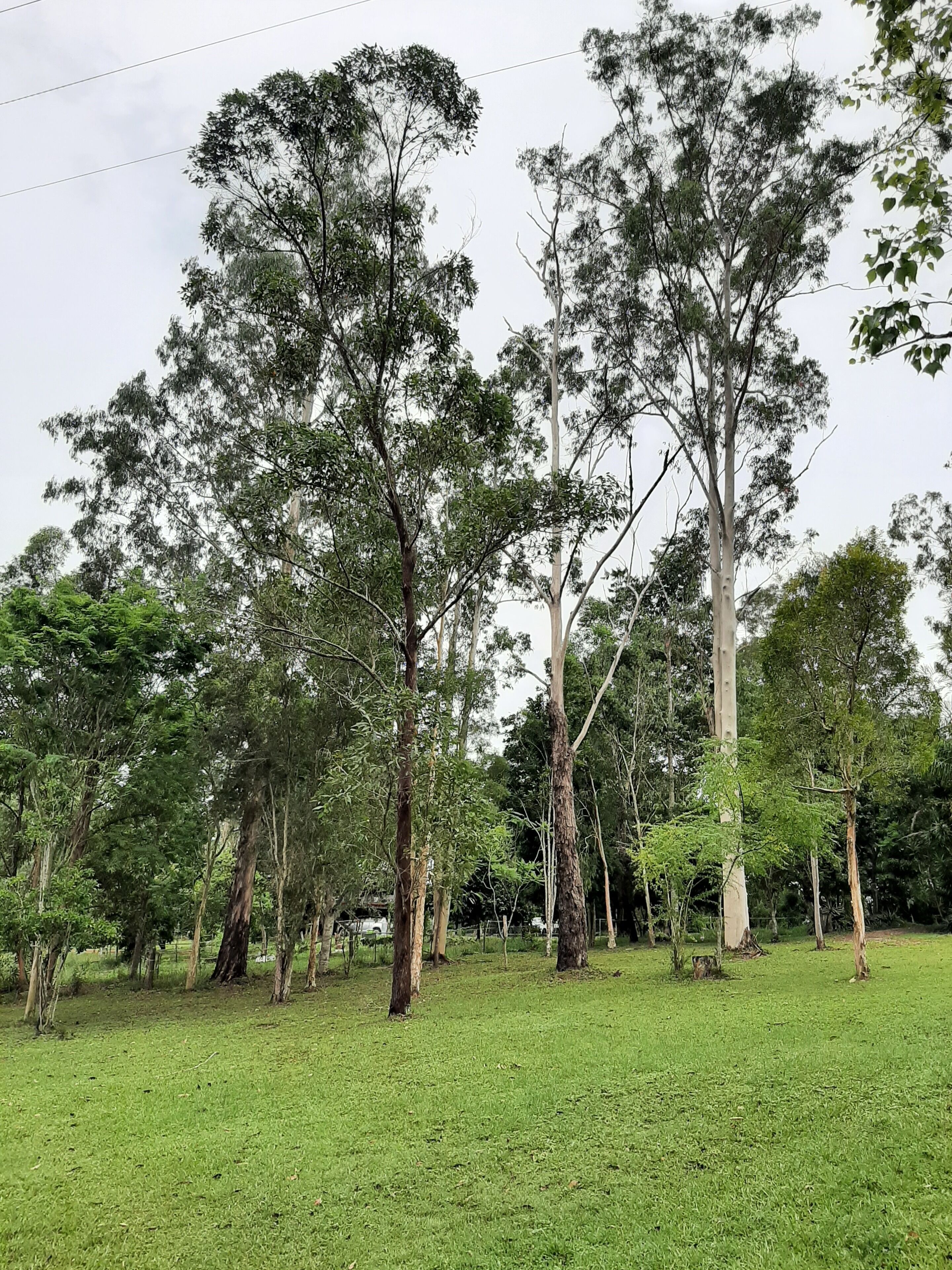 Une zone herbeuse avec de grands arbres et un ciel dégagé.