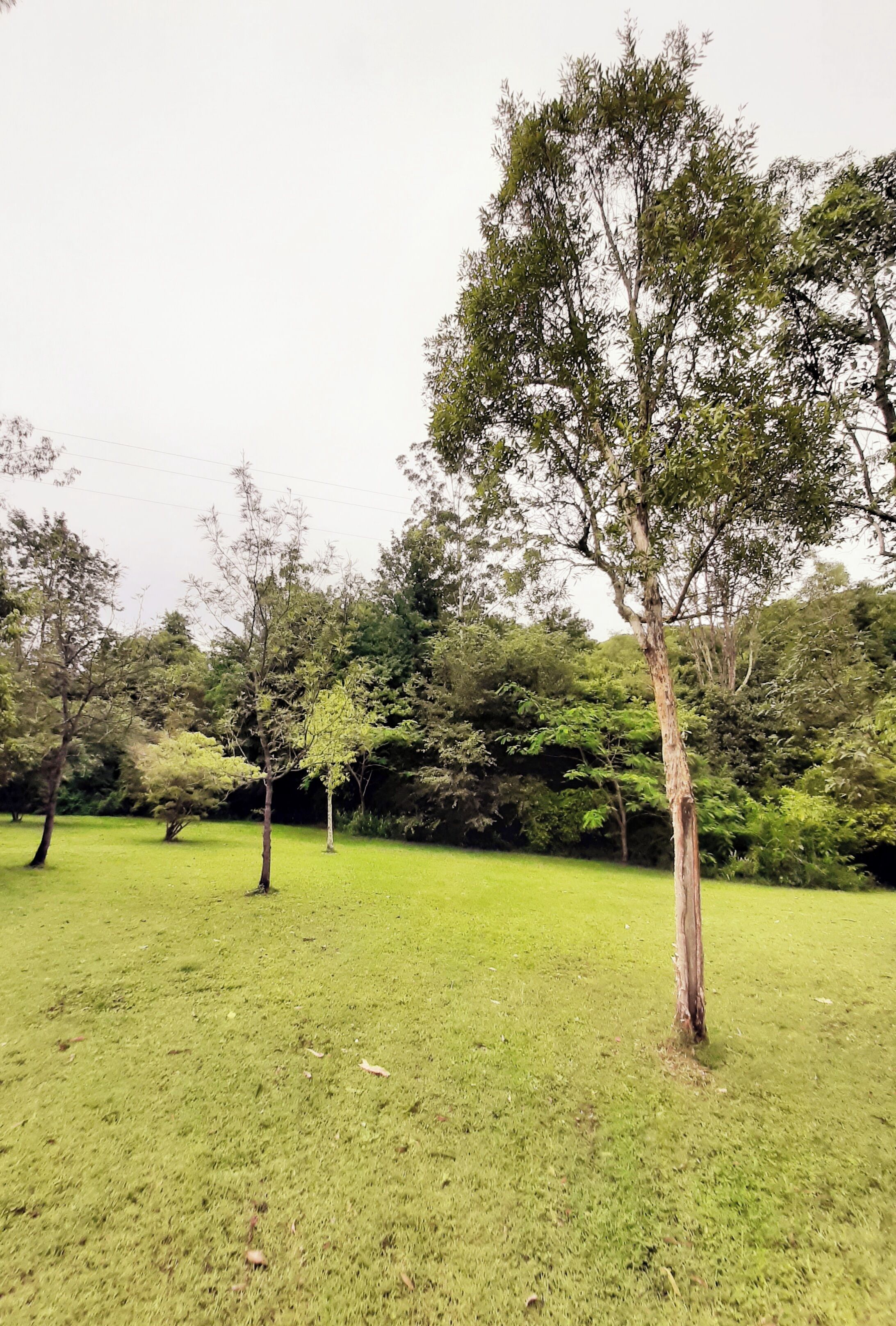 A grassy field with several trees and a dense forest in the background.