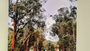 A dirt road flanked by trees, leading into the distance.