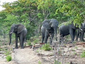 Luxury Double or Twin Room | View from room - Chamabondo Tented Camp (Victoria Falls)