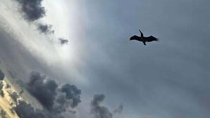 Un pájaro volando en un cielo nublado.