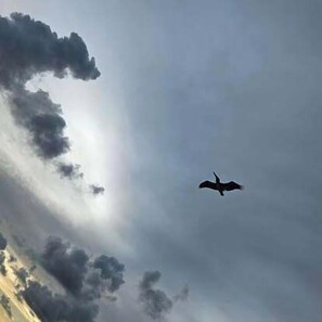 Un pájaro volando en un cielo nublado.