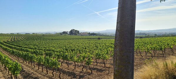 Viñedo con hileras de parras bajo un cielo despejado.