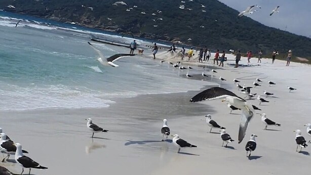 A beach with seagulls and people walking along the shore. - Beach house in Arraial do Cabo, Summer Beach condominium. Also through other platforms (Arraial do Cabo)