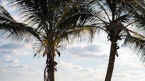 A beach with palm trees, two beach umbrellas, and a hammock. - Samas Hotel - La Saladita (Saladita)