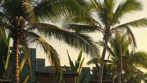 A pathway lined with palm trees and tropical plants, leading to a building with a green facade and wooden shutters. - Samas Hotel - La Saladita (Saladita)