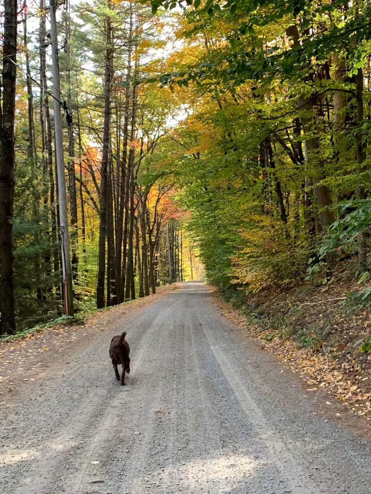 En skovvej med en hund gående ned ad den.