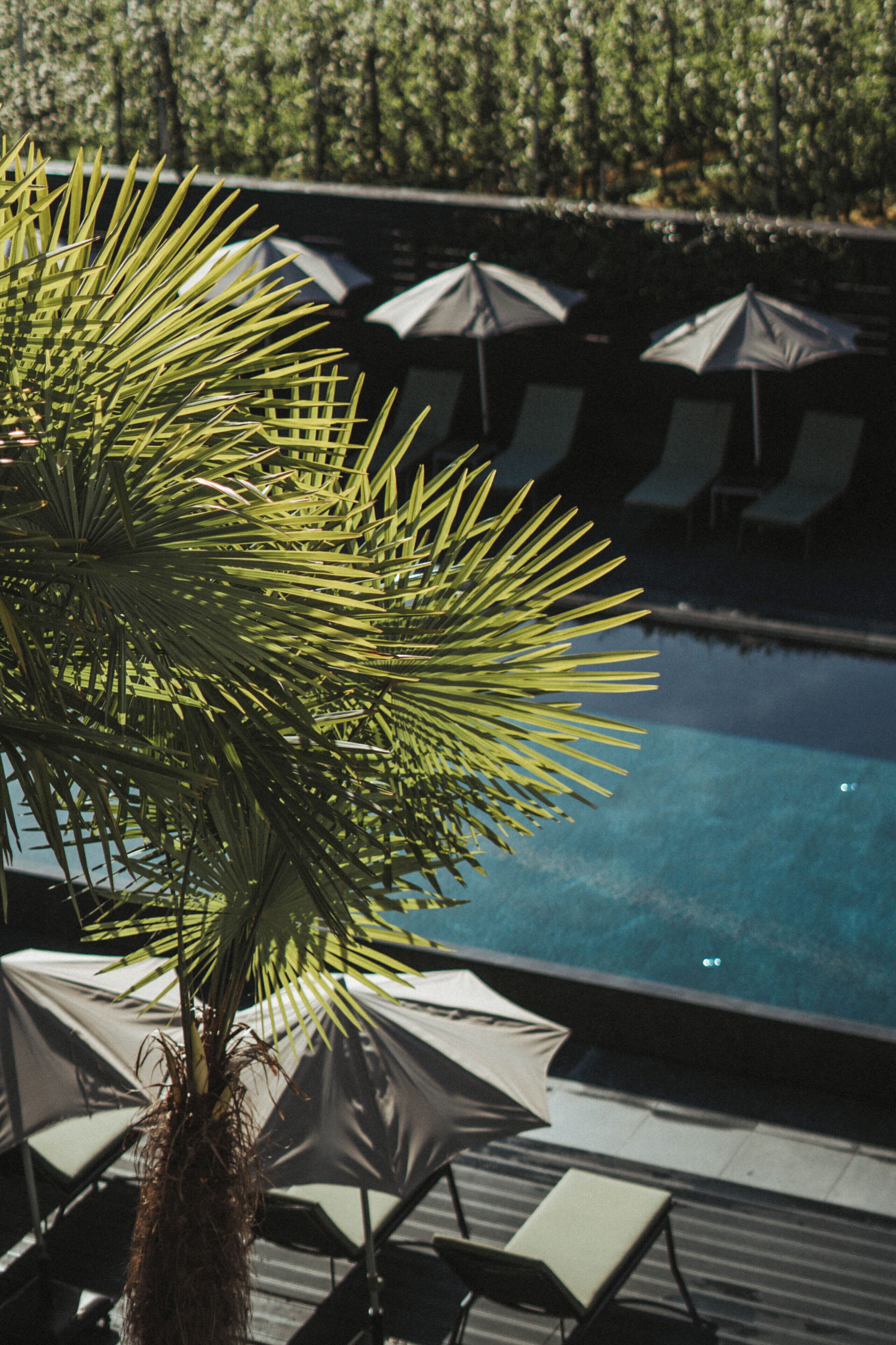Un espace aménagé au bord de la piscine, avec des chaises longues et des parasols, un palmier, et une vue dégagée sur la piscine.