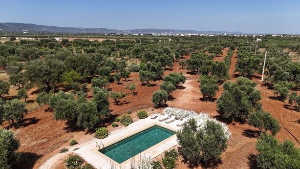 Vista aérea de um olival com piscina.