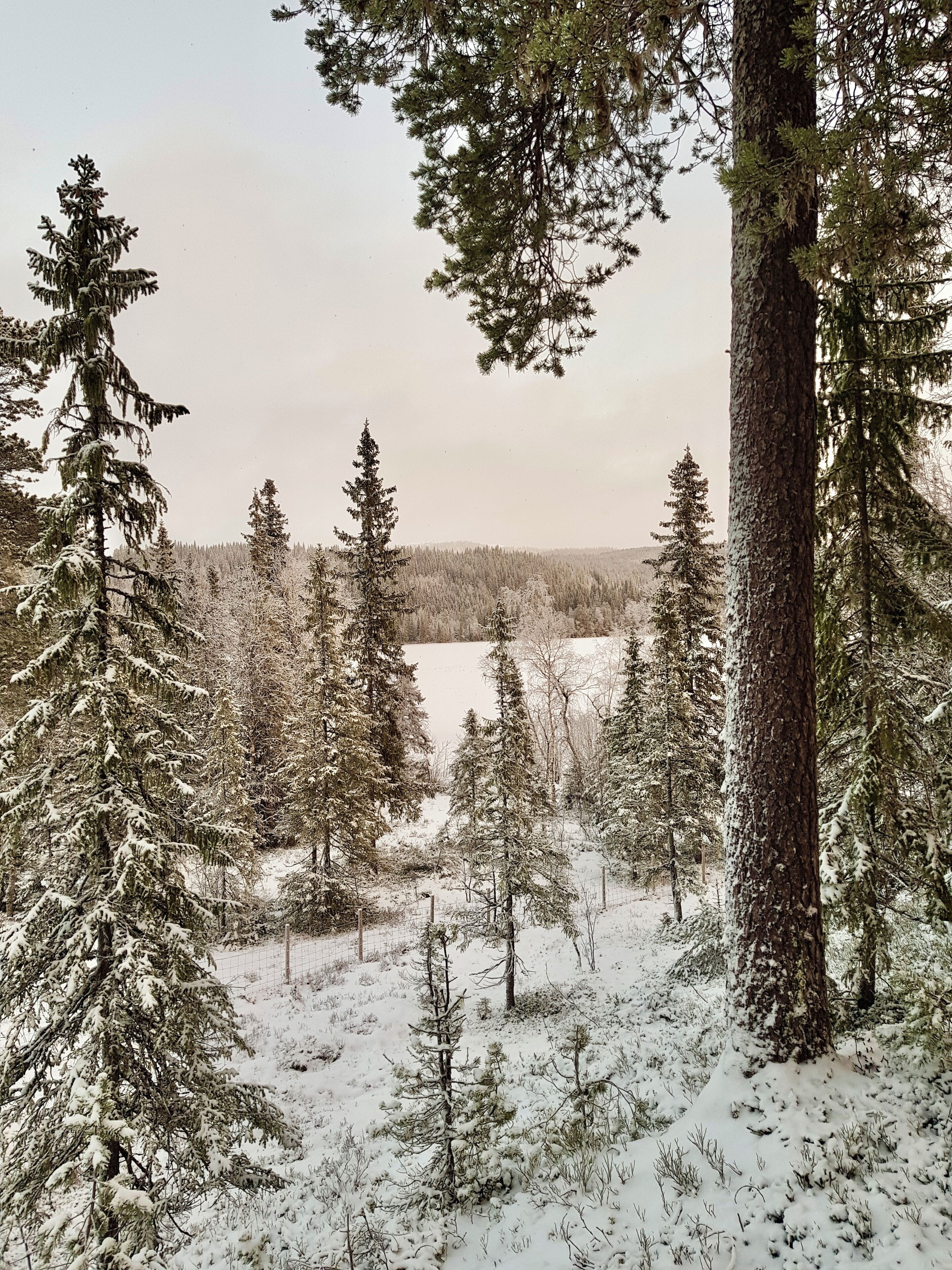 A snowy forest landscape with dense evergreen trees and a clear view of the forest in the distance.