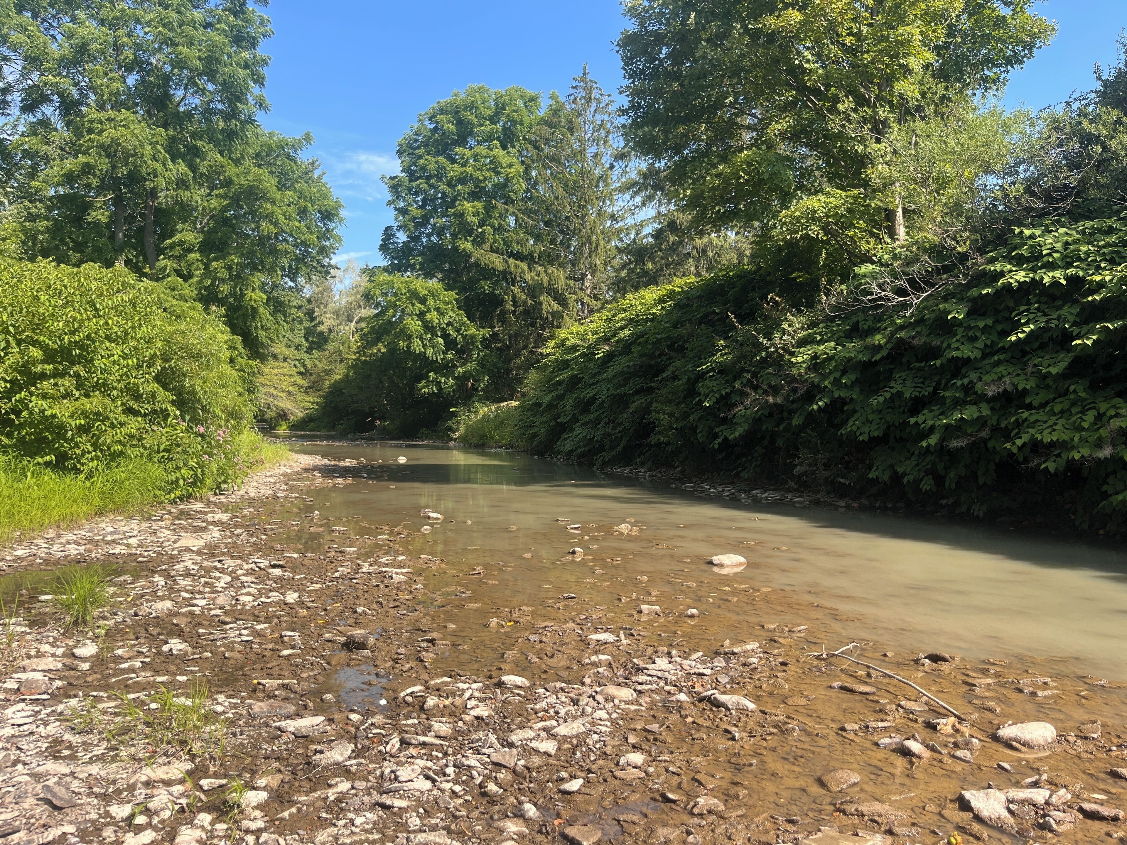 Une rive de rivière bordée de rochers et de végétation.