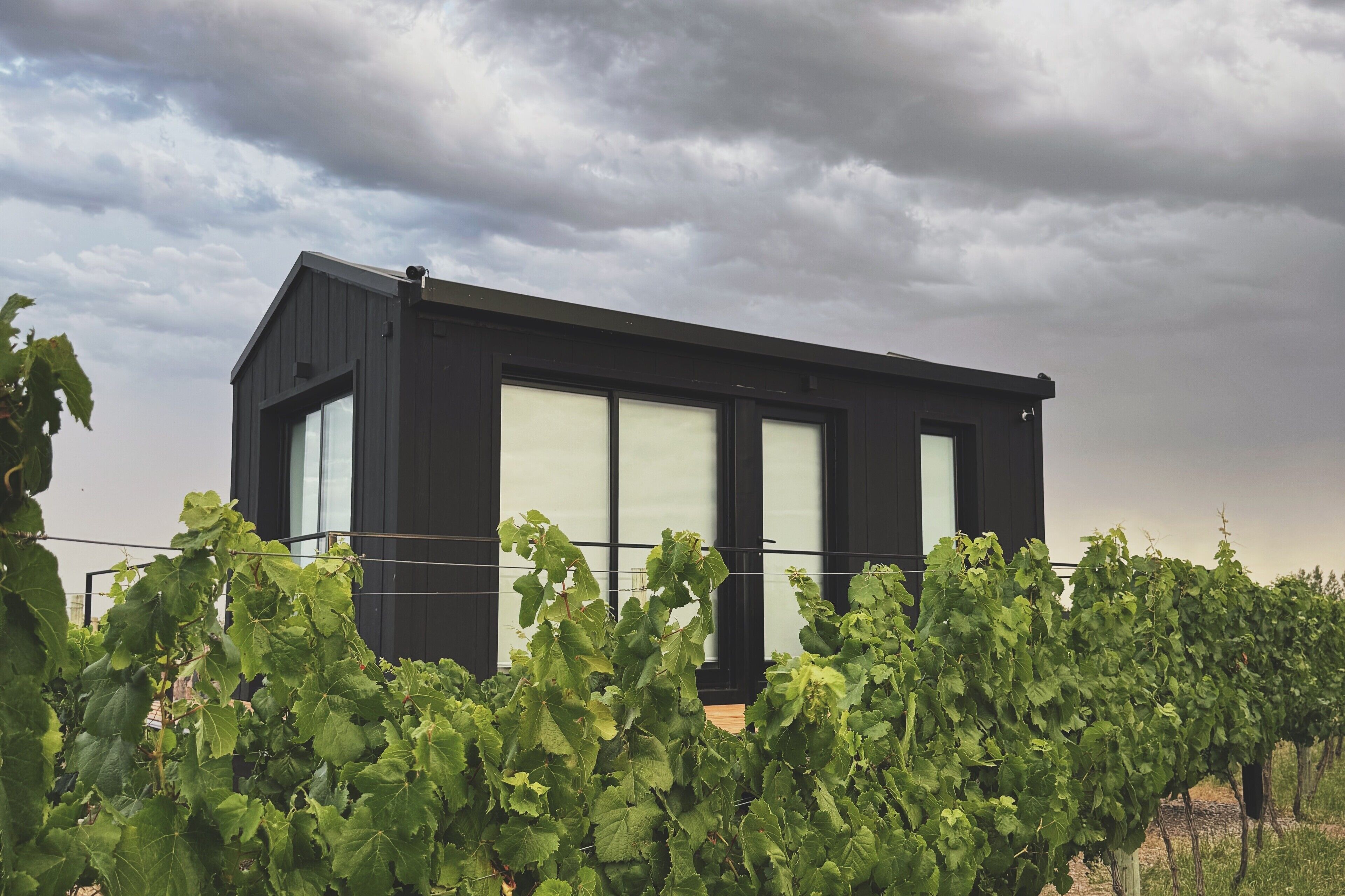 A modern building with large windows, surrounded by a vineyard.