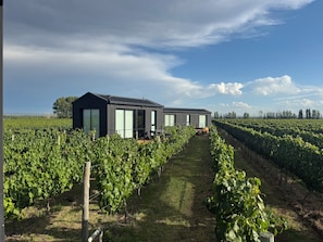 A modern building with large windows, surrounded by rows of grapevines in a vineyard. - Finca Boutique Un Buen Año (Eugenio Bustos)