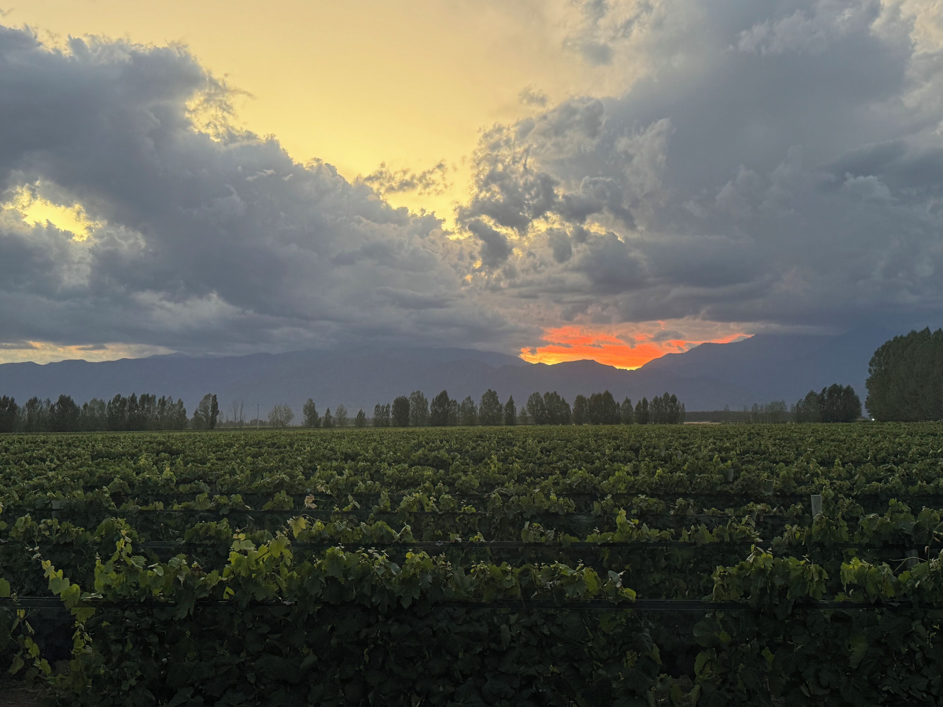 A vineyard with rows of grapevines under a cloudy sky with a sunset.