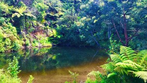 Paisagem natural com rio, vegetação densa e samambaias.