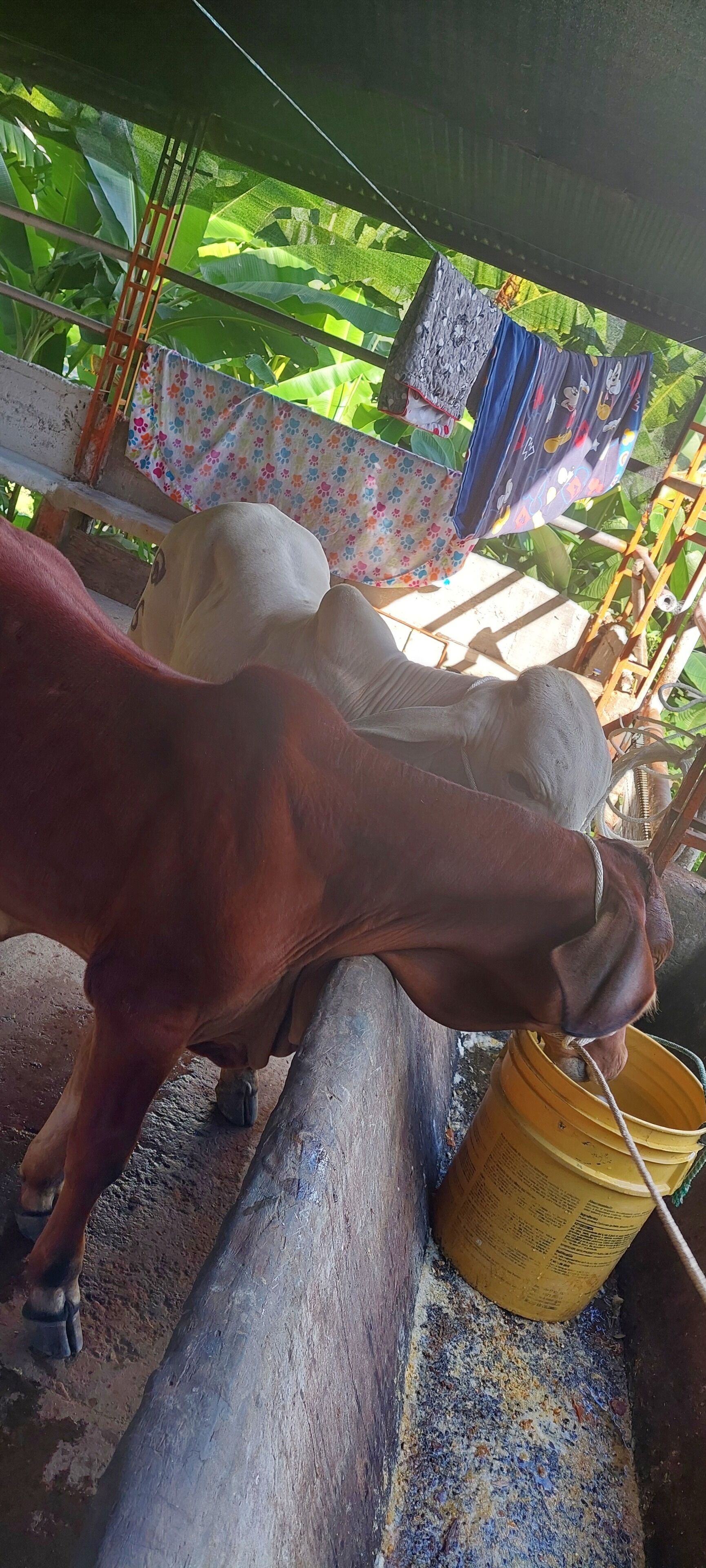 Une personne qui traite une vache dans un cadre rustique, avec une structure en bois et un seau jaune.