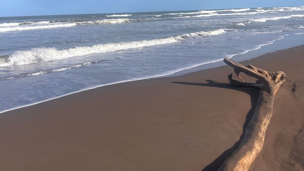Ein Strand mit einem treibholzartigen Baumstamm im Vordergrund und Wellen, die auf das Ufer branden.