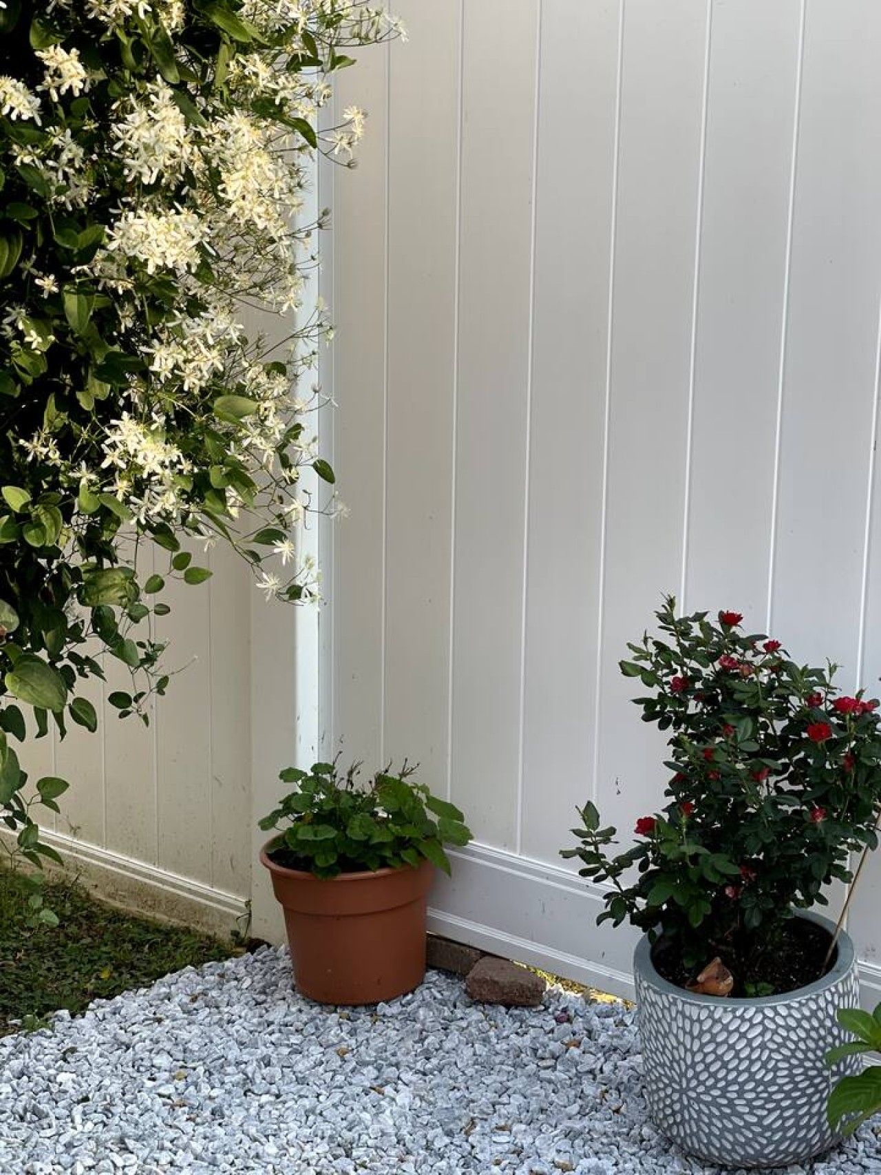 Un espace jardin agrémenté d’une clôture blanche, d’un chemin de gravier et de deux plantes en pot, l’une aux fleurs blanches et l’autre aux fleurs rouges.